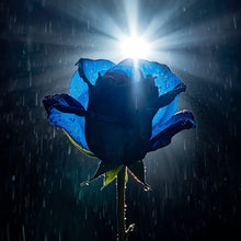 الوردة الزرقاء